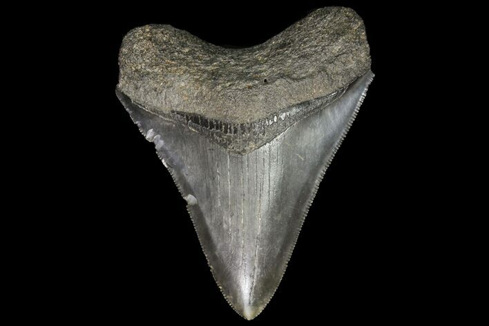 Serrated, Fossil Megalodon Tooth - Georgia #76469